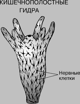Новая ссылка кракена